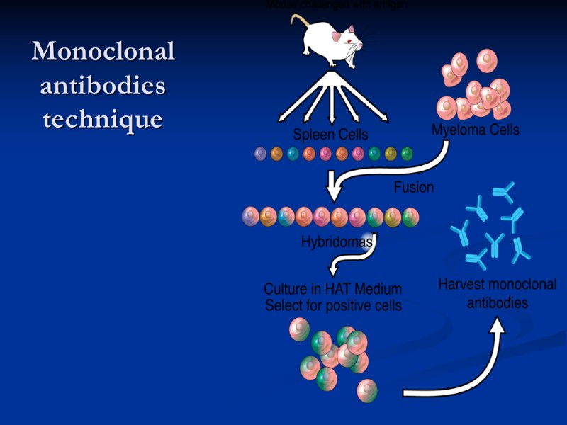 Monoclonal antibodies technique